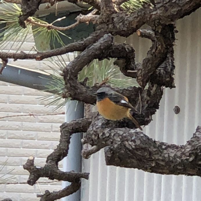 お腹がオレンジの鳥がやって来ました！
